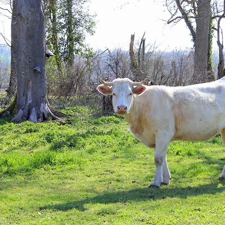 Lumineux Dans Ancienne Orangerie Avec Jardin Et Barbecue - Fr-1-489-281 Semesterbostad *