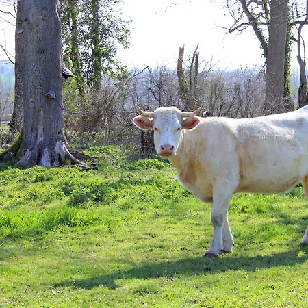 Lumineux Dans Ancienne Orangerie Avec Jardin Et Barbecue - Fr-1-489-281 *